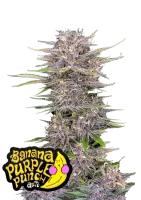 420 Fast Buds - Banana Purple Punch Auto