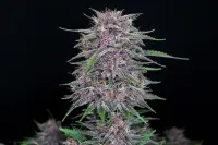 420 Fast Buds - Banana Purple Punch Auto