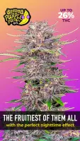 420 Fast Buds - Banana Purple Punch Auto