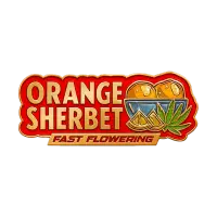 420 Fast Buds - Orange Sherbet FF - Fastflowering