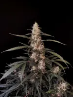 420 Fast Buds - Original Auto Amnesia Haze
