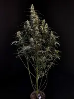 420 Fast Buds - Original Auto Amnesia Haze