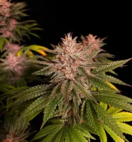 420 Fast Buds - Purple Lemonade FF - Fastflowering
