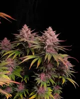 420 Fast Buds - Purple Lemonade FF - Fastflowering