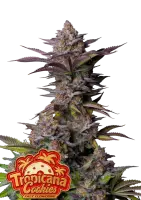 420 Fast Buds - Tropicana Cookies FF - Fastflowering