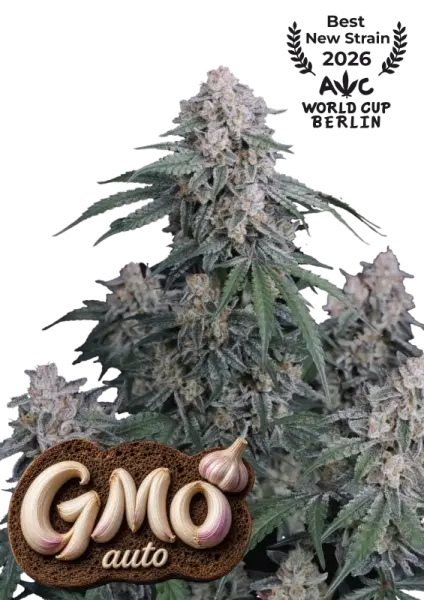 420 Fast Buds - GMO Auto™ - 3 Stk feminisiert