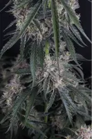 420 Fast Buds - GMO Auto™ - 3 Stk feminisiert