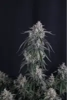 420 Fast Buds - GMO Auto™ - 3 Stk feminisiert