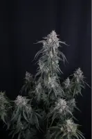 420 Fast Buds - GMO Auto™ - 3 Stk feminisiert