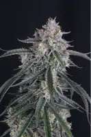 420 Fast Buds - GMO Auto™ - 3 Stk feminisiert