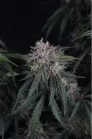 420 Fast Buds - GMO Auto™ - 3 Stk feminisiert
