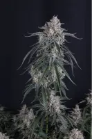 420 Fast Buds - GMO Auto™ - 3 Stk feminisiert