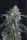 420 Fast Buds - GMO Auto™ - 3 Stk feminisiert