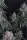 420 Fast Buds - GMO Auto™ - 3 Stk feminisiert