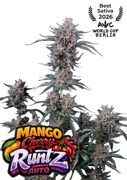 420 Fast Buds - Mango Cherry Runtz Auto™ - 3 Stk feminisiert