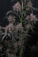 420 Fast Buds - Mango Cherry Runtz Auto™ - 3 Stk feminisiert