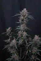 420 Fast Buds - Mango Cherry Runtz Auto™ - 3 Stk feminisiert