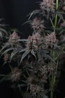 420 Fast Buds - Mango Cherry Runtz Auto™ - 3 Stk feminisiert
