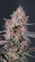 420 Fast Buds - Mango Cherry Runtz Auto™ - 3 Stk feminisiert