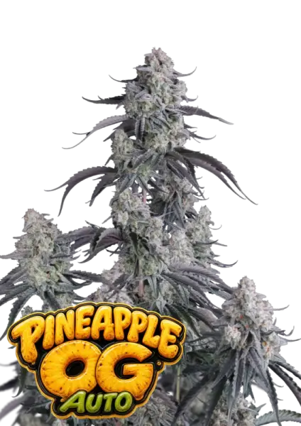 420 Fast Buds - Pineapple OG Auto™ - 1 Stk feminisiert