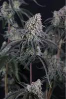 420 Fast Buds - Pineapple OG Auto™ - 1 Stk feminisiert