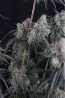 420 Fast Buds - Pineapple OG Auto™ - 1 Stk feminisiert