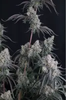 420 Fast Buds - Pineapple OG Auto™ - 1 Stk feminisiert