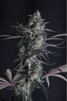 420 Fast Buds - Pineapple OG Auto™ - 3 Stk feminisiert