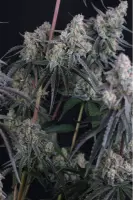 420 Fast Buds - Pineapple OG Auto™ - 3 Stk feminisiert