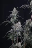 420 Fast Buds - Pineapple OG Auto™ - 3 Stk feminisiert