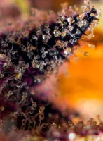 Sweet Seeds - Dark Devil Auto®