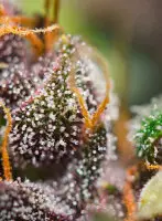 Sweet Seeds - Dark Devil Auto®