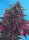 Sweet Seeds - Dark Devil Auto®