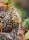Sweet Seeds - Dark Devil Auto®