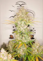 Dutch Passion - Auto Lemon Kix® - 3 Stk feminisiert