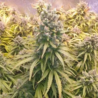 Dutch Passion - Auto Lemon Kix® - 3 Stk feminisiert