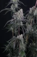 420 Fast Buds - Pineapple OG Auto™