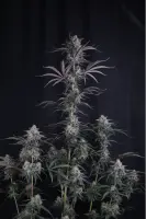 420 Fast Buds - Pineapple OG Auto™