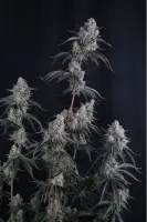 420 Fast Buds - Pineapple OG Auto™
