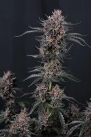 420 Fast Buds - Mango Cherry Runtz Auto™