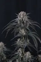 420 Fast Buds - Mango Frost Auto™