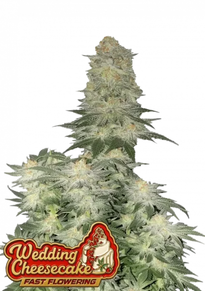 420 Fast Buds - Wedding Cheesecake FF - Fastflowering