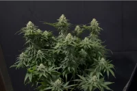 420 Fast Buds - Wedding Cheesecake FF - Fastflowering