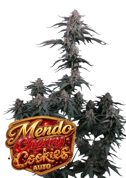 420 Fast Buds - Mendo Cherry Cookies Auto™ - 3 Stk feminisiert