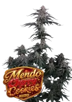 420 Fast Buds - Mendo Cherry Cookies Auto™ - 3 Stk...
