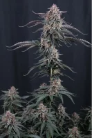 420 Fast Buds - Mendo Cherry Cookies Auto™ - 3 Stk feminisiert