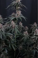 420 Fast Buds - Mendo Cherry Cookies Auto™ - 3 Stk feminisiert