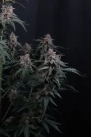 420 Fast Buds - Mendo Cherry Cookies Auto™ - 3 Stk feminisiert
