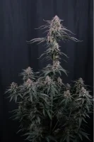 420 Fast Buds - Mendo Cherry Cookies Auto™ - 3 Stk feminisiert