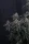 420 Fast Buds - Mendo Cherry Cookies Auto™ - 3 Stk feminisiert